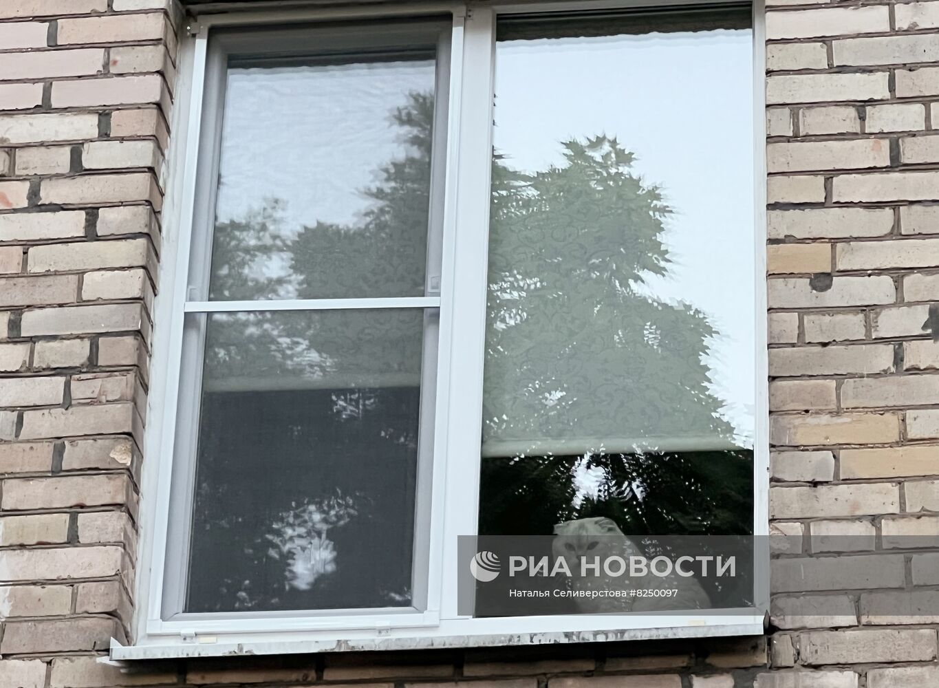 Кот в окне