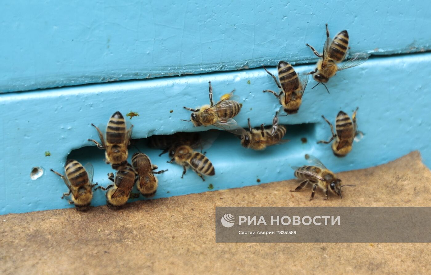 Производство меда в Донецке