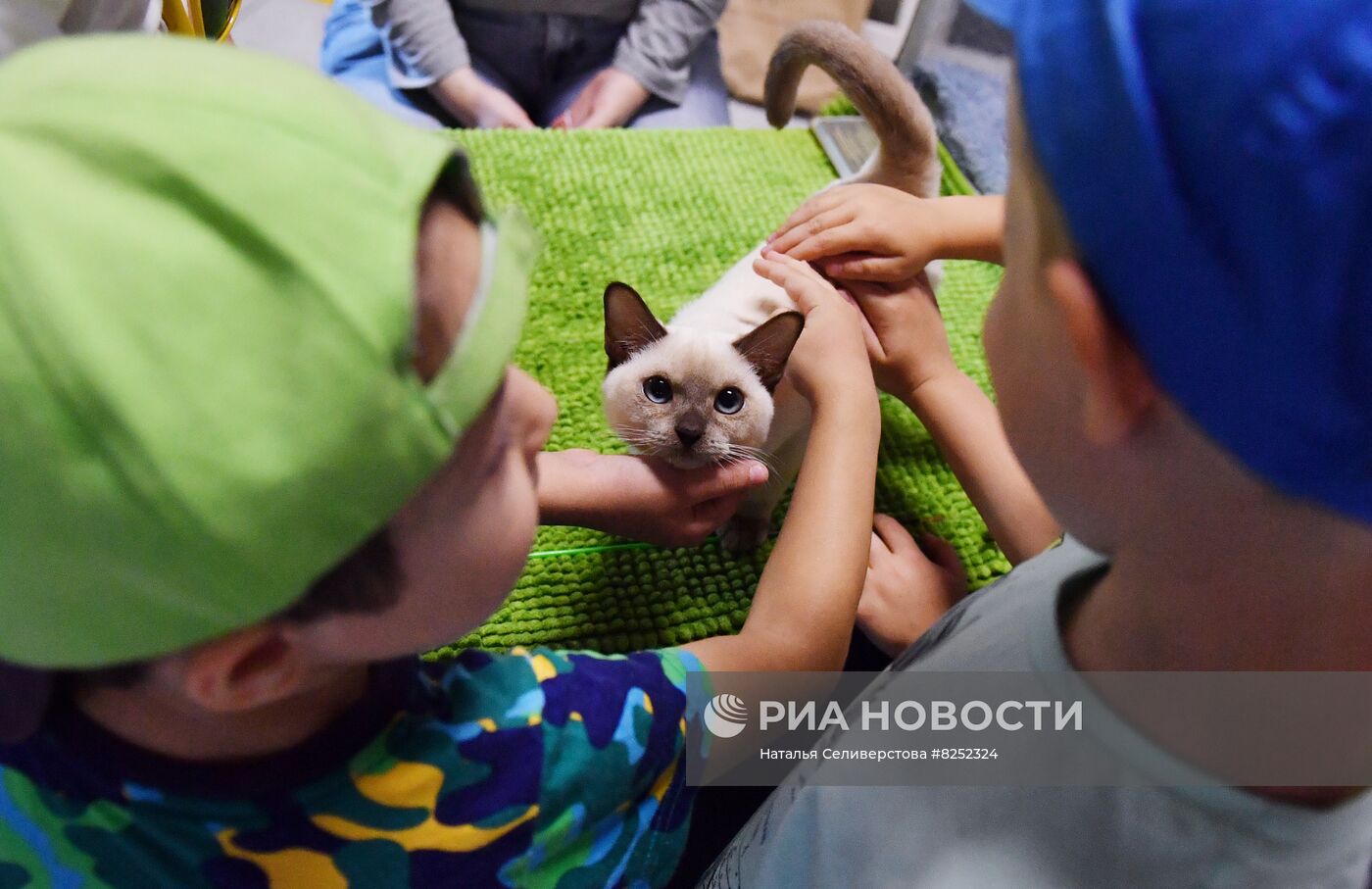 Выставка кошек "Баст-Москва"