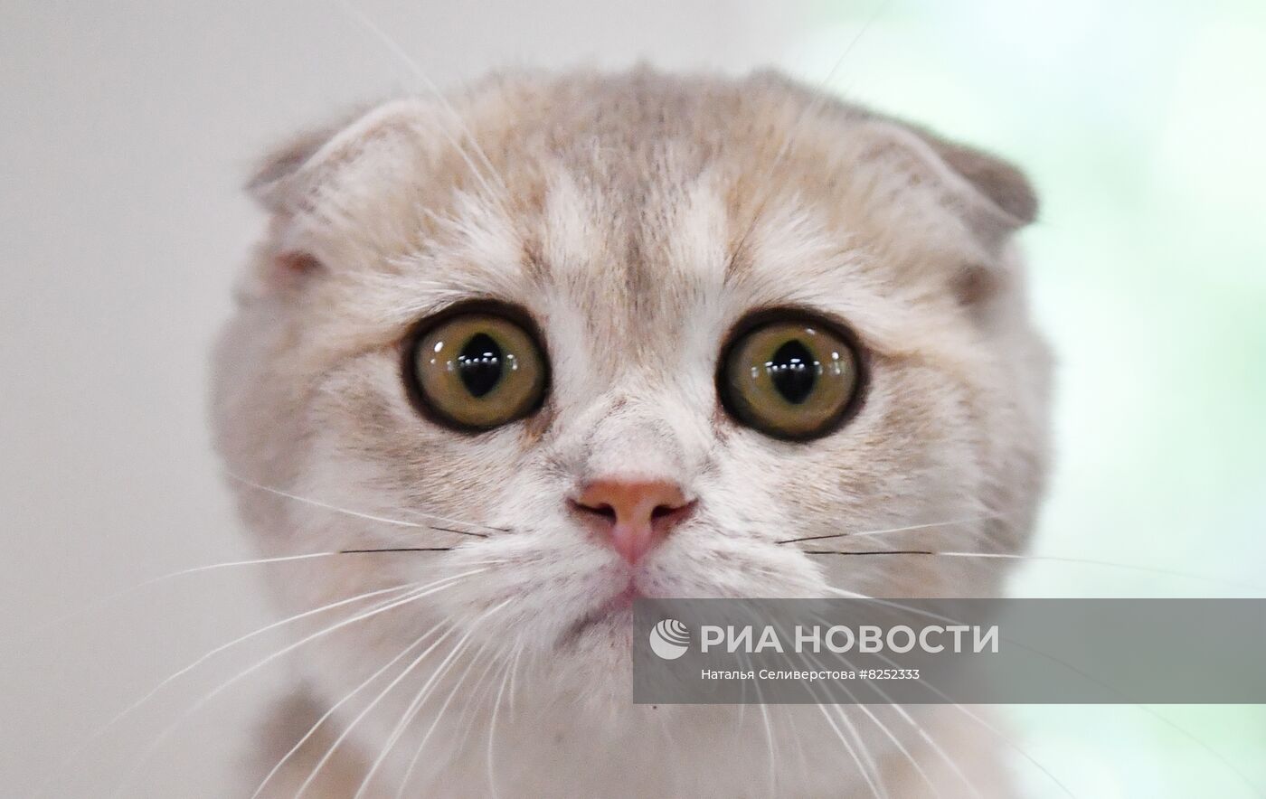 Выставка кошек "Баст-Москва"