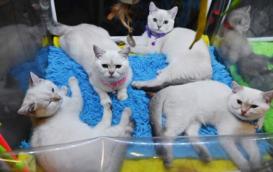 Выставка кошек "Баст-Москва"
