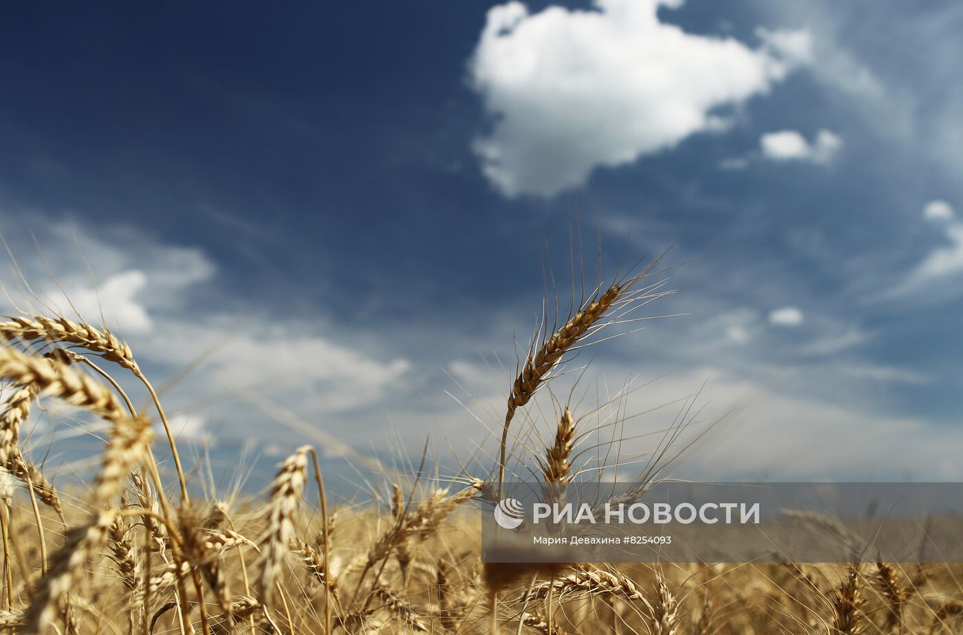 Поле Рязанской области