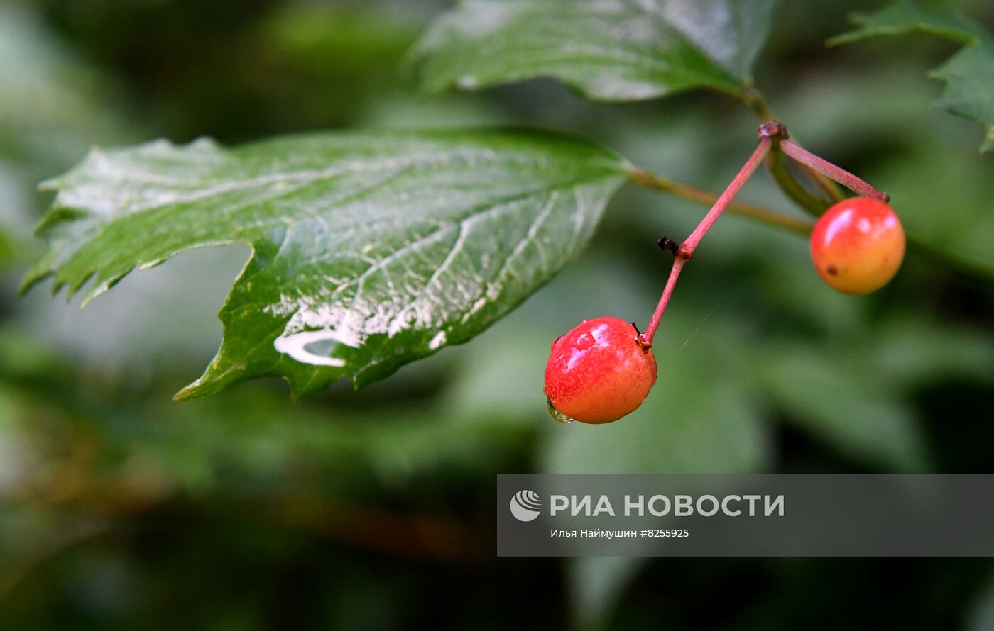 Лето в сибирской тайге