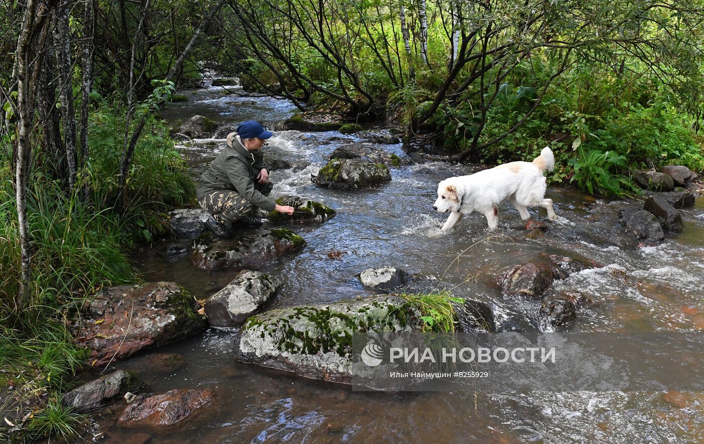 Лето в сибирской тайге