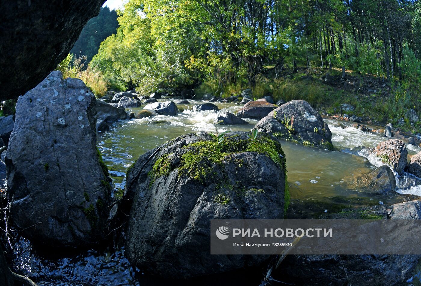 Лето в сибирской тайге