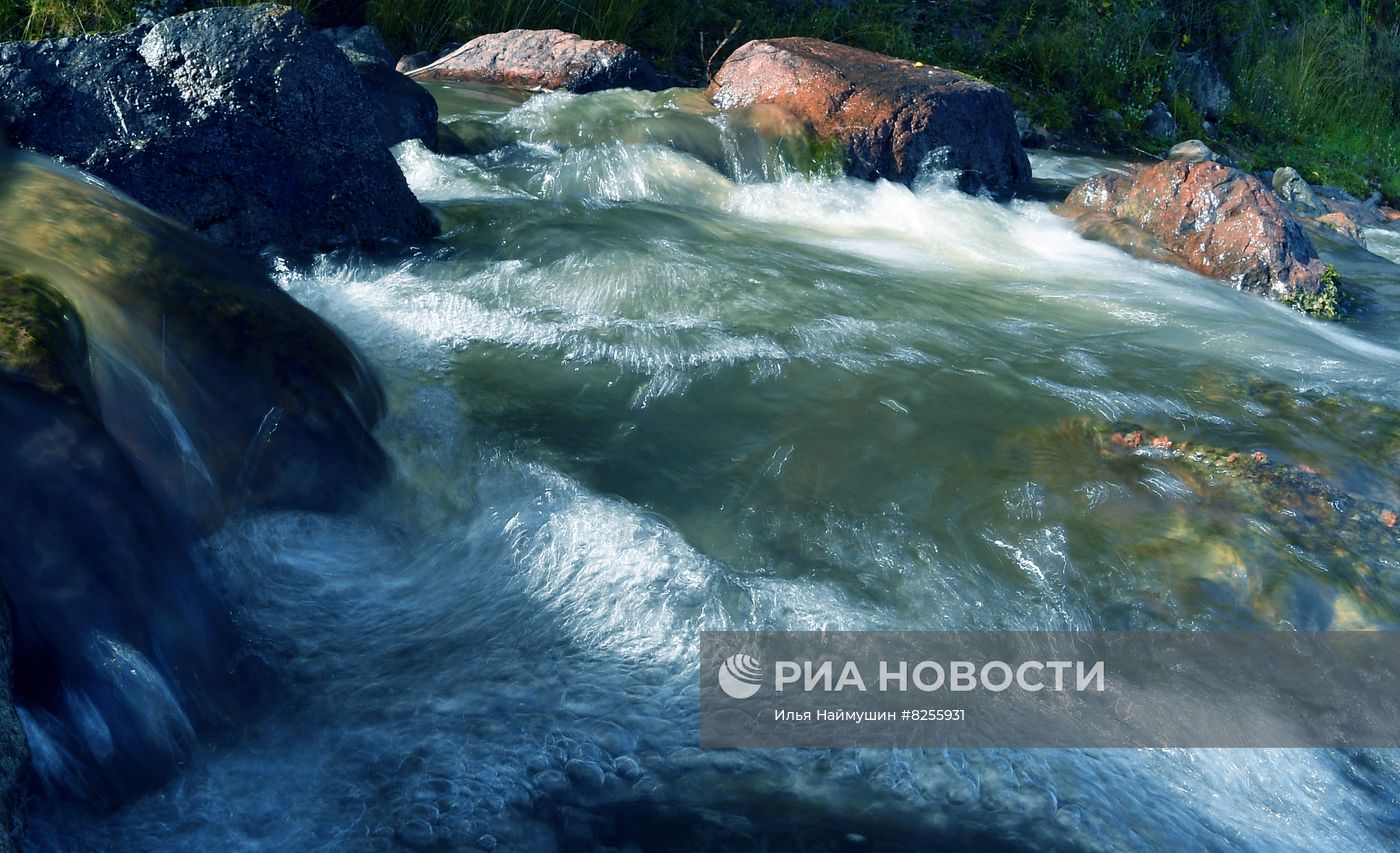 Лето в сибирской тайге