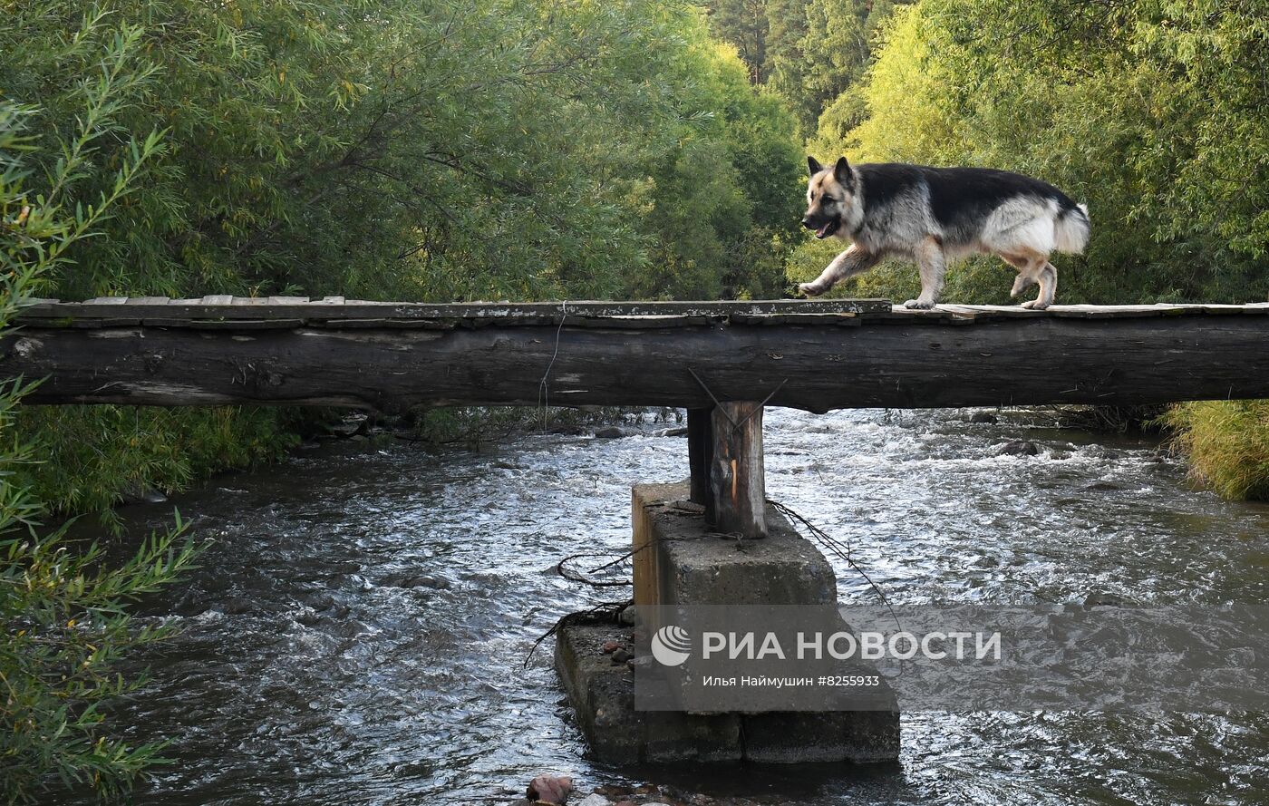 Лето в сибирской тайге