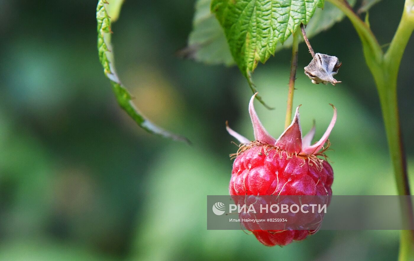 Лето в сибирской тайге