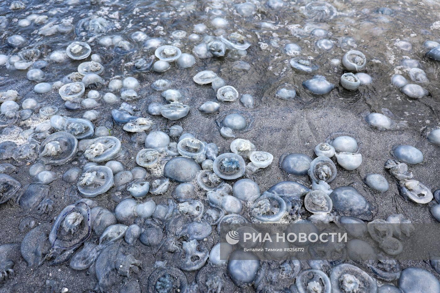 Нашествие медуз на пляжах Азовского моря