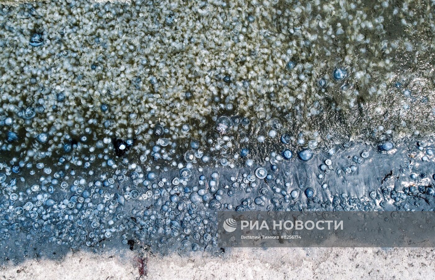 Нашествие медуз на пляжах Азовского моря