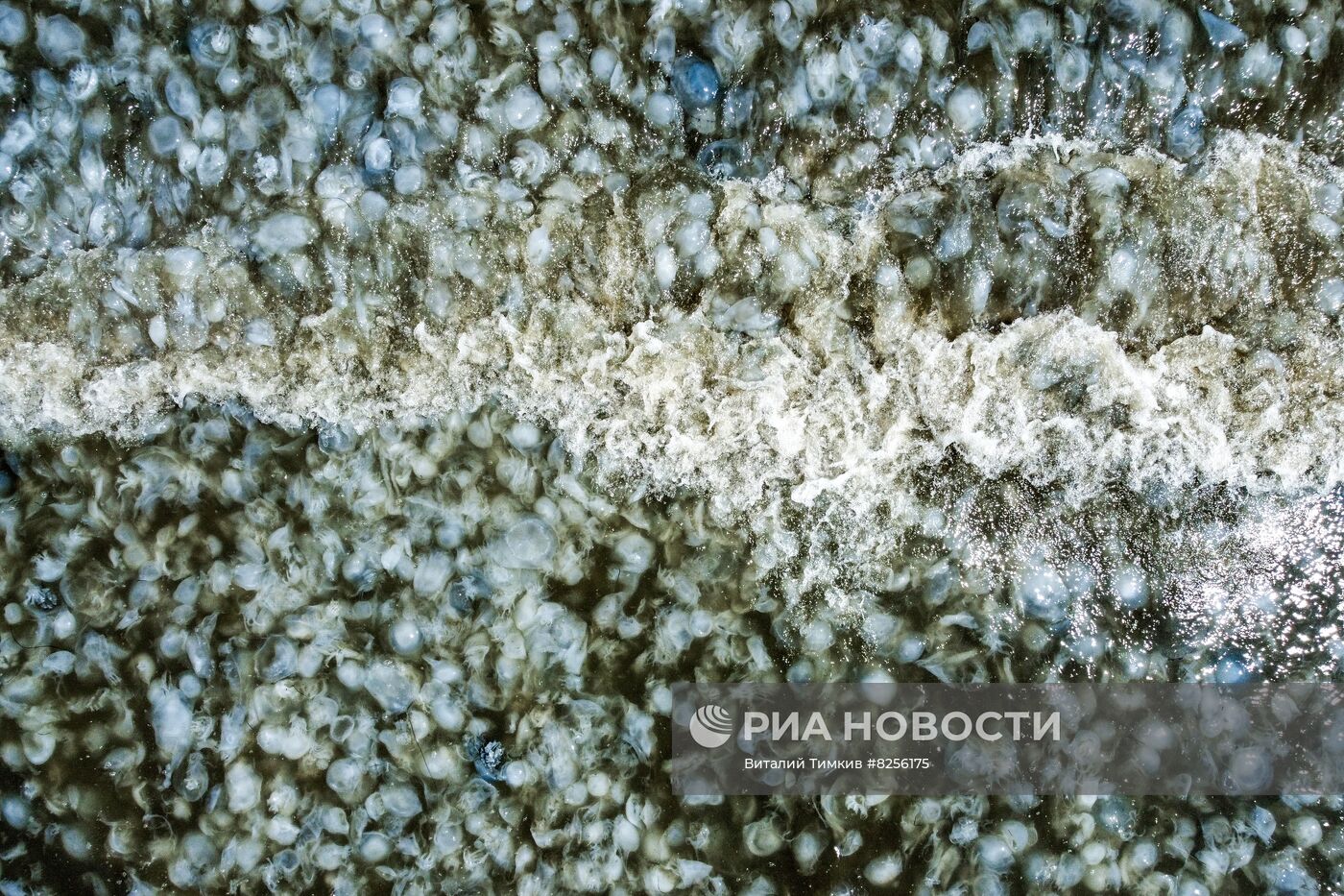 Нашествие медуз на пляжах Азовского моря