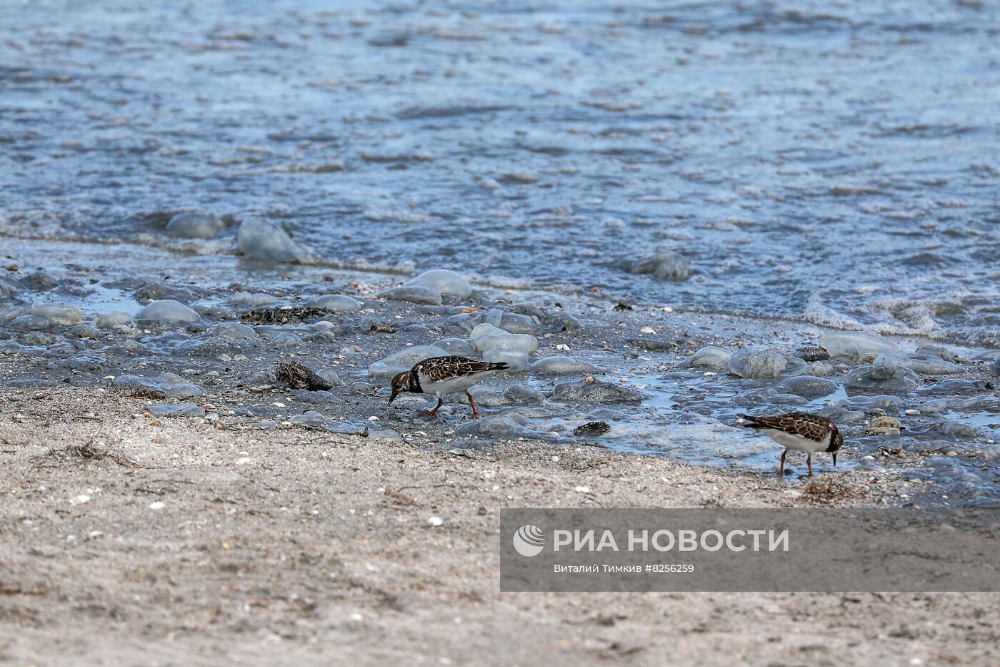 Нашествие медуз на пляжах Азовского моря