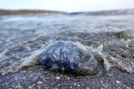 Нашествие медуз на пляжах Азовского моря