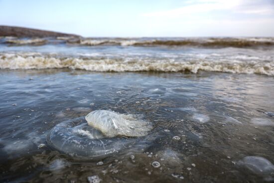 Нашествие медуз на пляжах Азовского моря