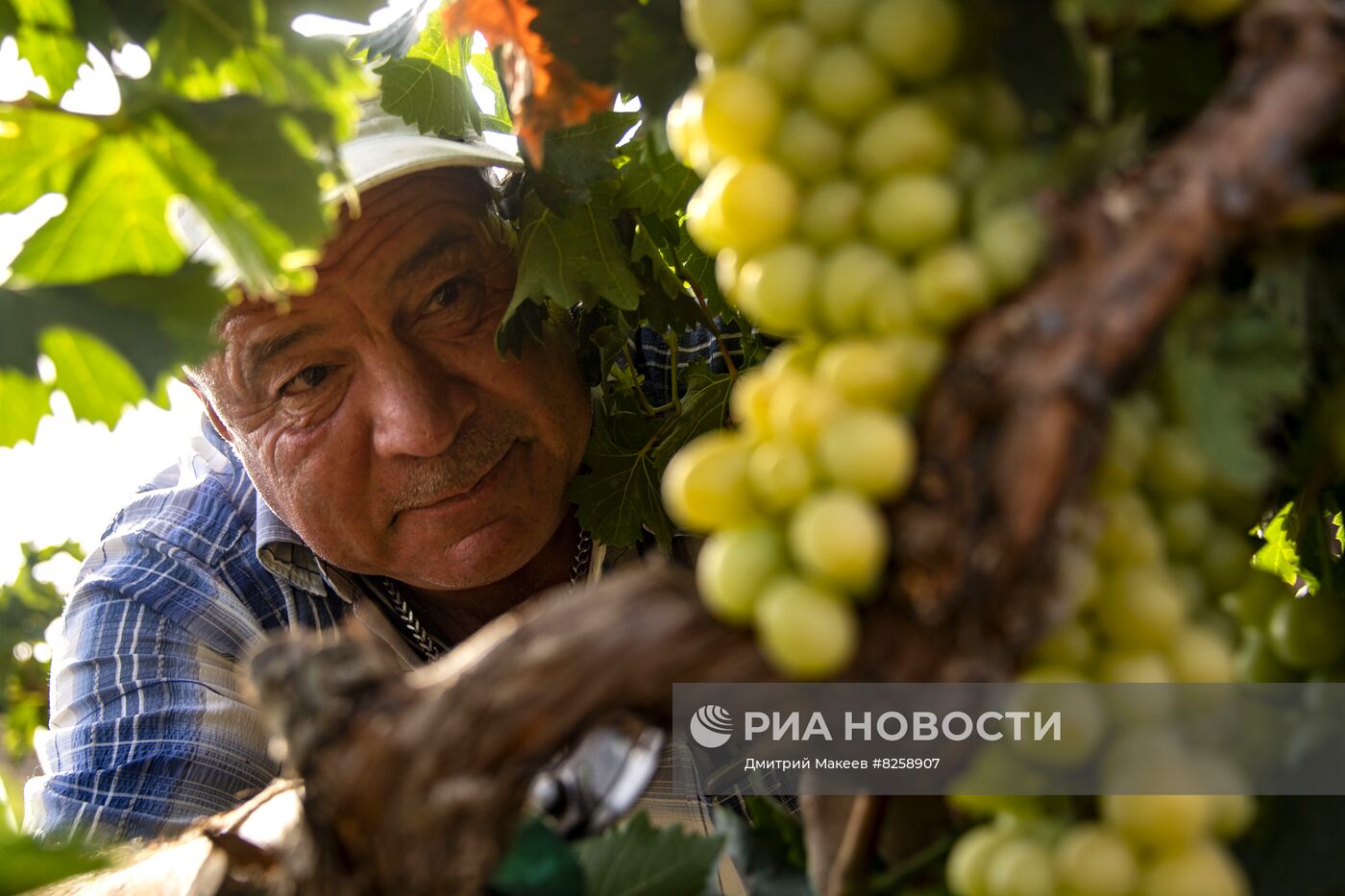 Сбор винограда и производство вина в Крыму 