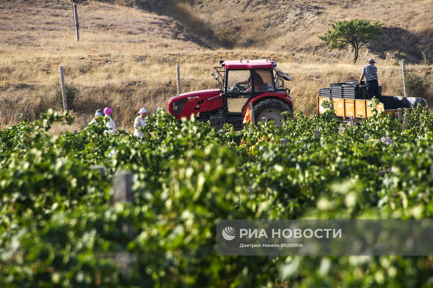 Сбор винограда и производство вина в Крыму 