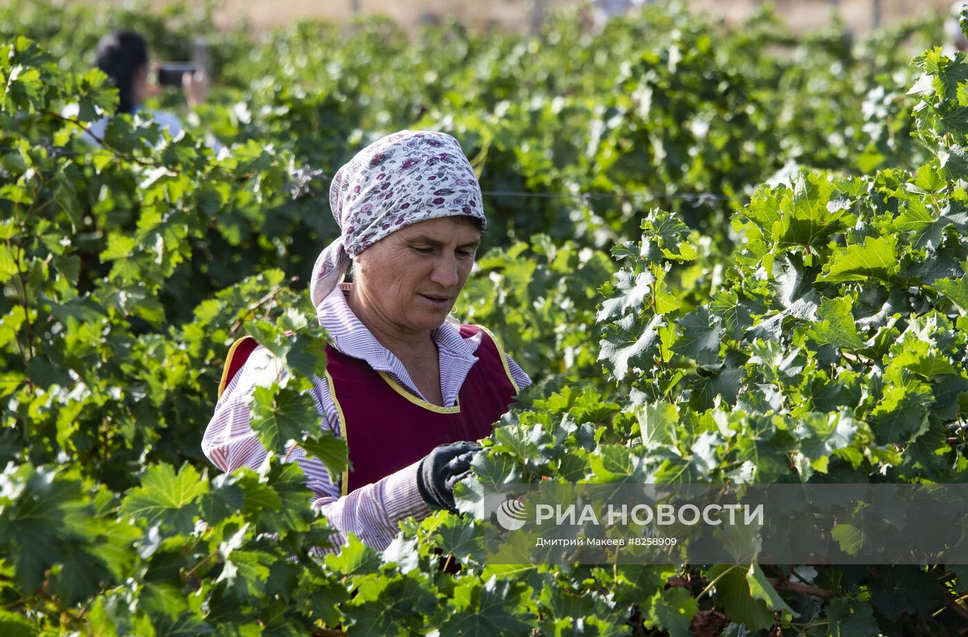 Сбор винограда и производство вина в Крыму 