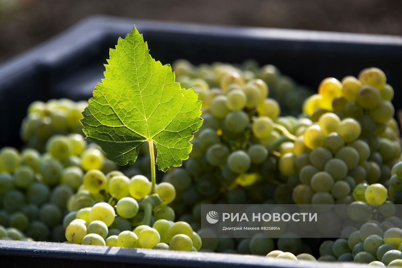 Сбор винограда и производство вина в Крыму 