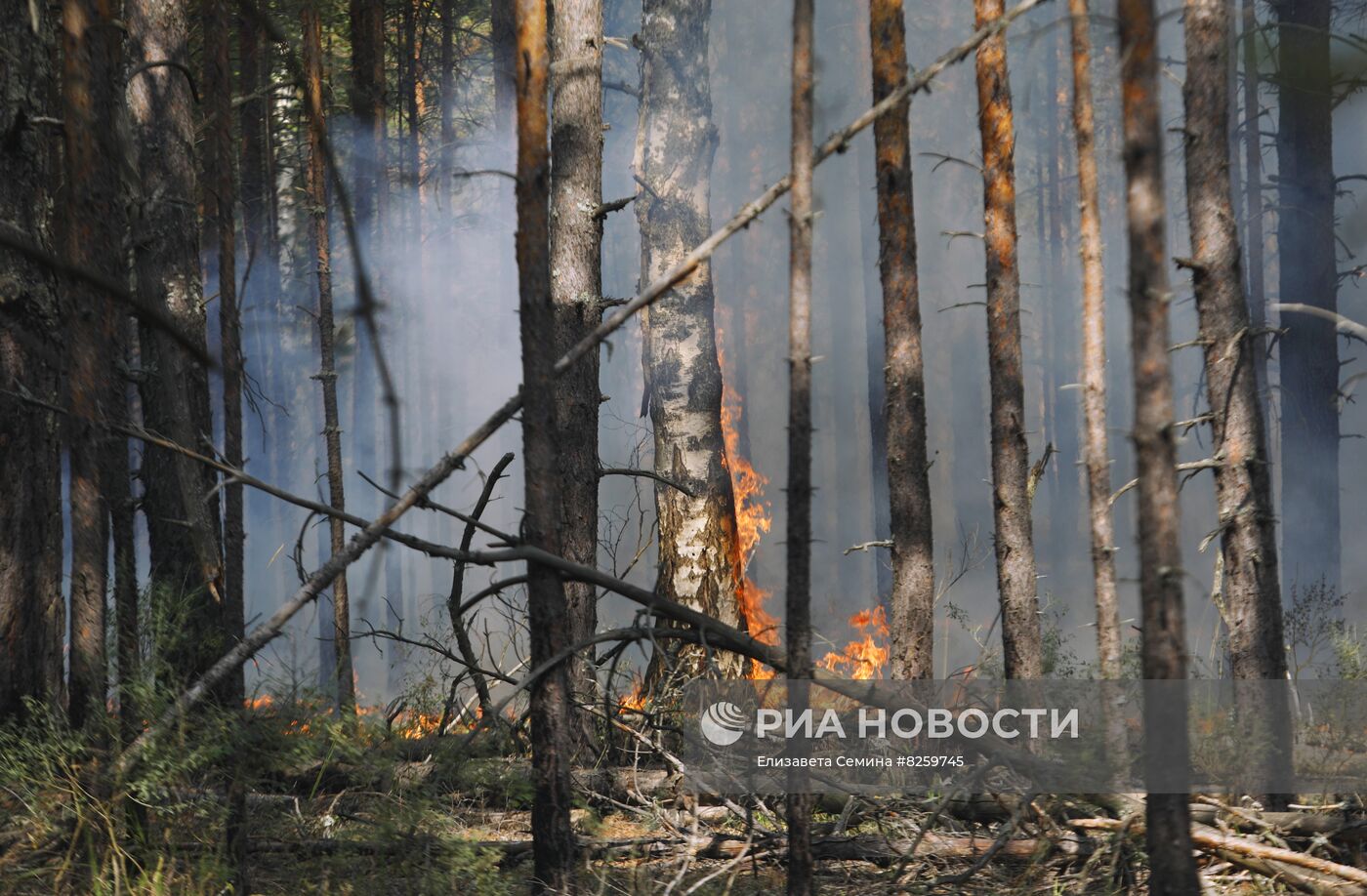 Борьба с лесными пожарами в Нижегородской области