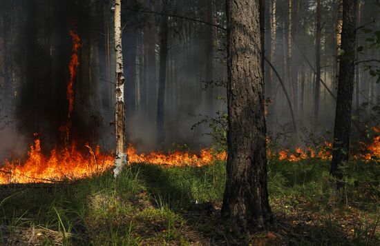 Борьба с лесными пожарами в Нижегородской области