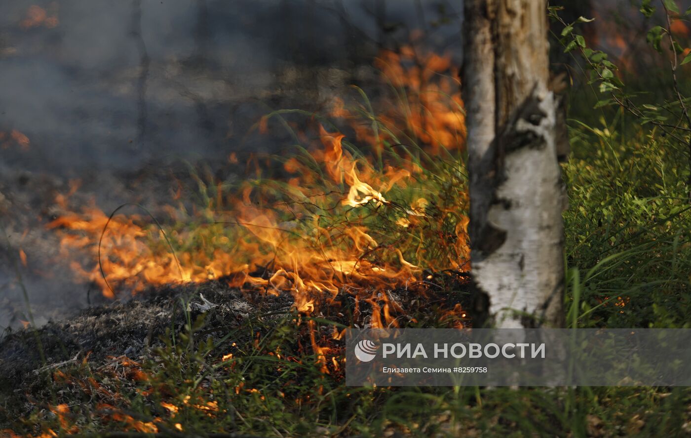 Борьба с лесными пожарами в Нижегородской области