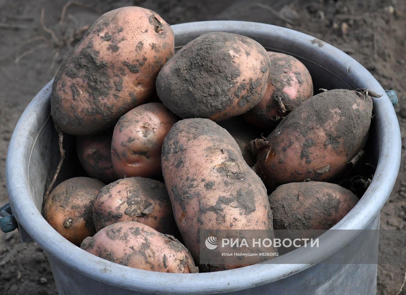 Сбор урожая картофеля в Красноярском крае