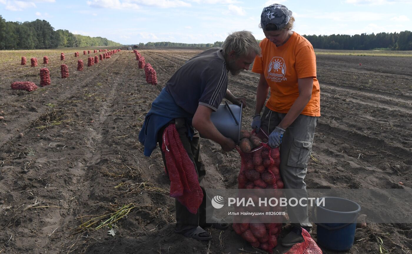 Сбор урожая картофеля в Красноярском крае