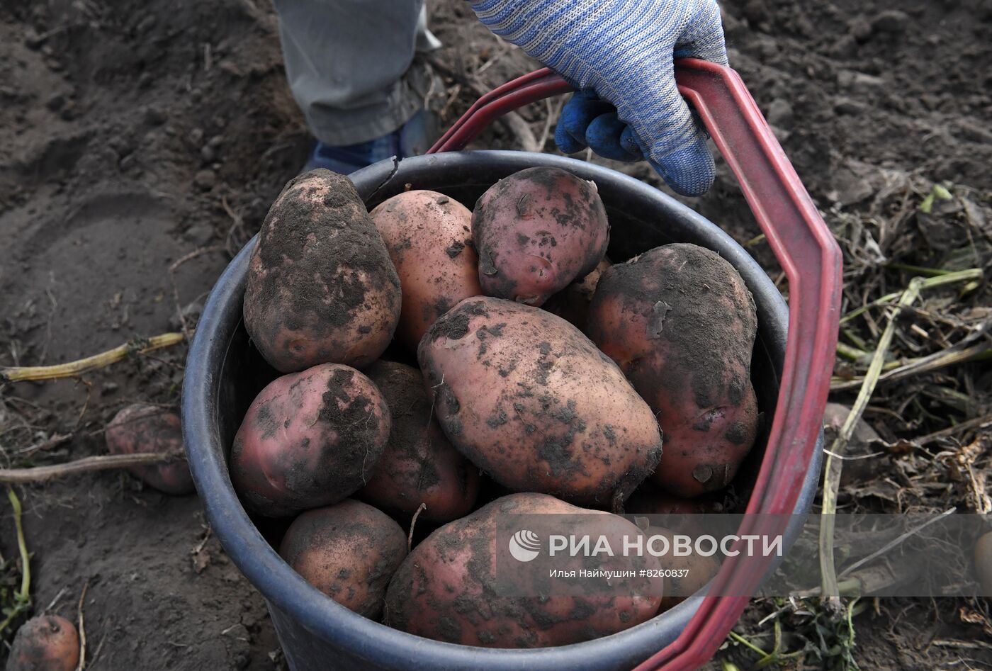 Сбор урожая картофеля в Красноярском крае