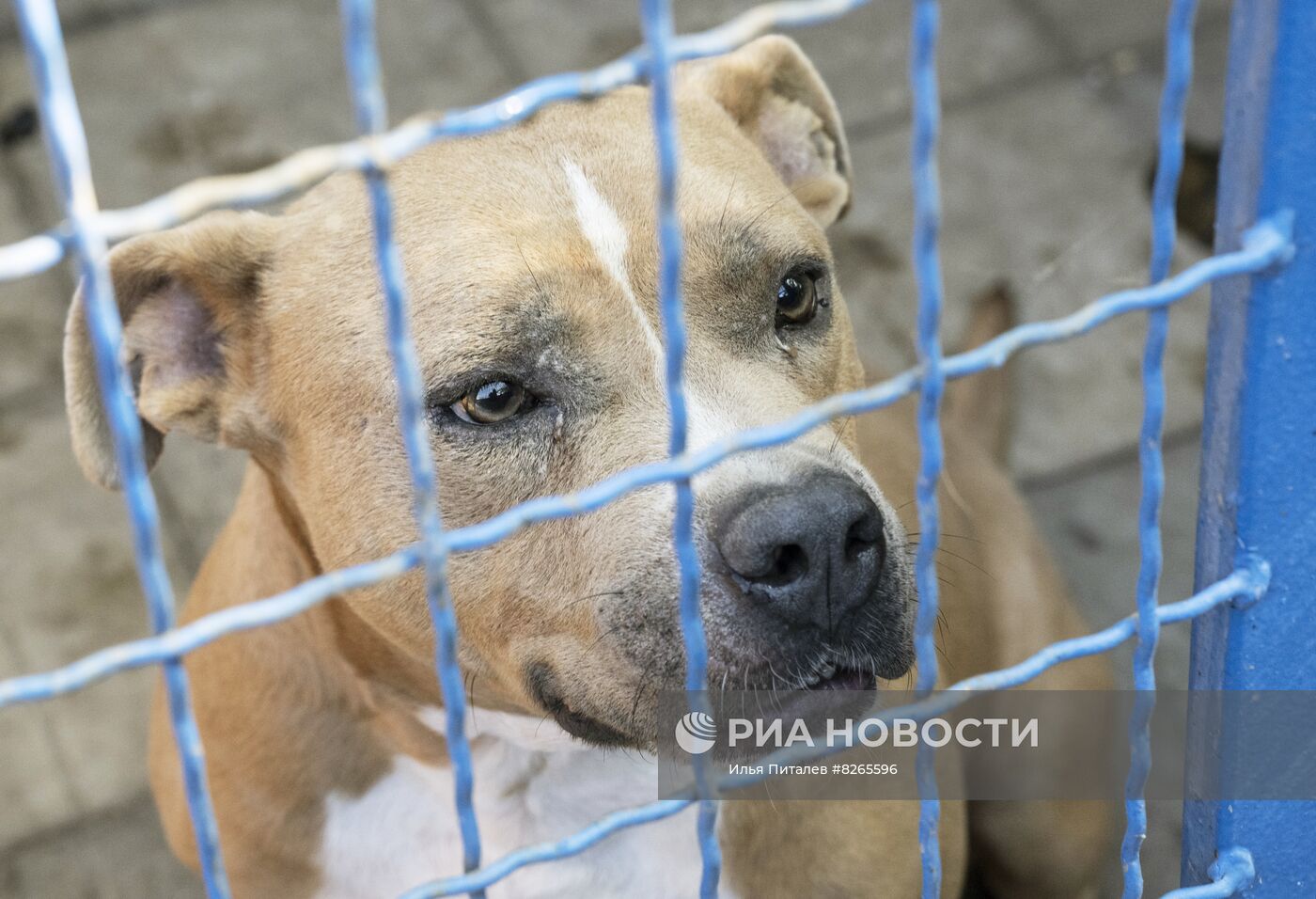 Работа приютов для животных в Донецке