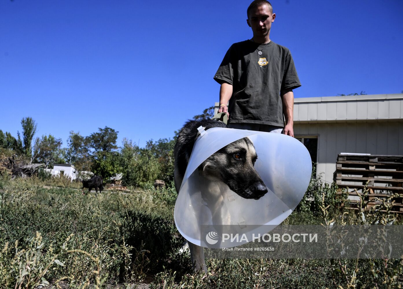 Работа приютов для животных в Донецке