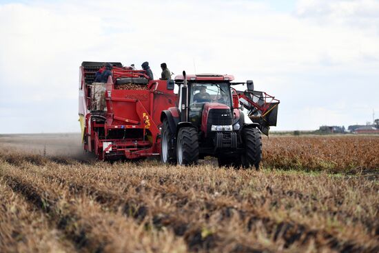 Уборка овощей в Свердловской области