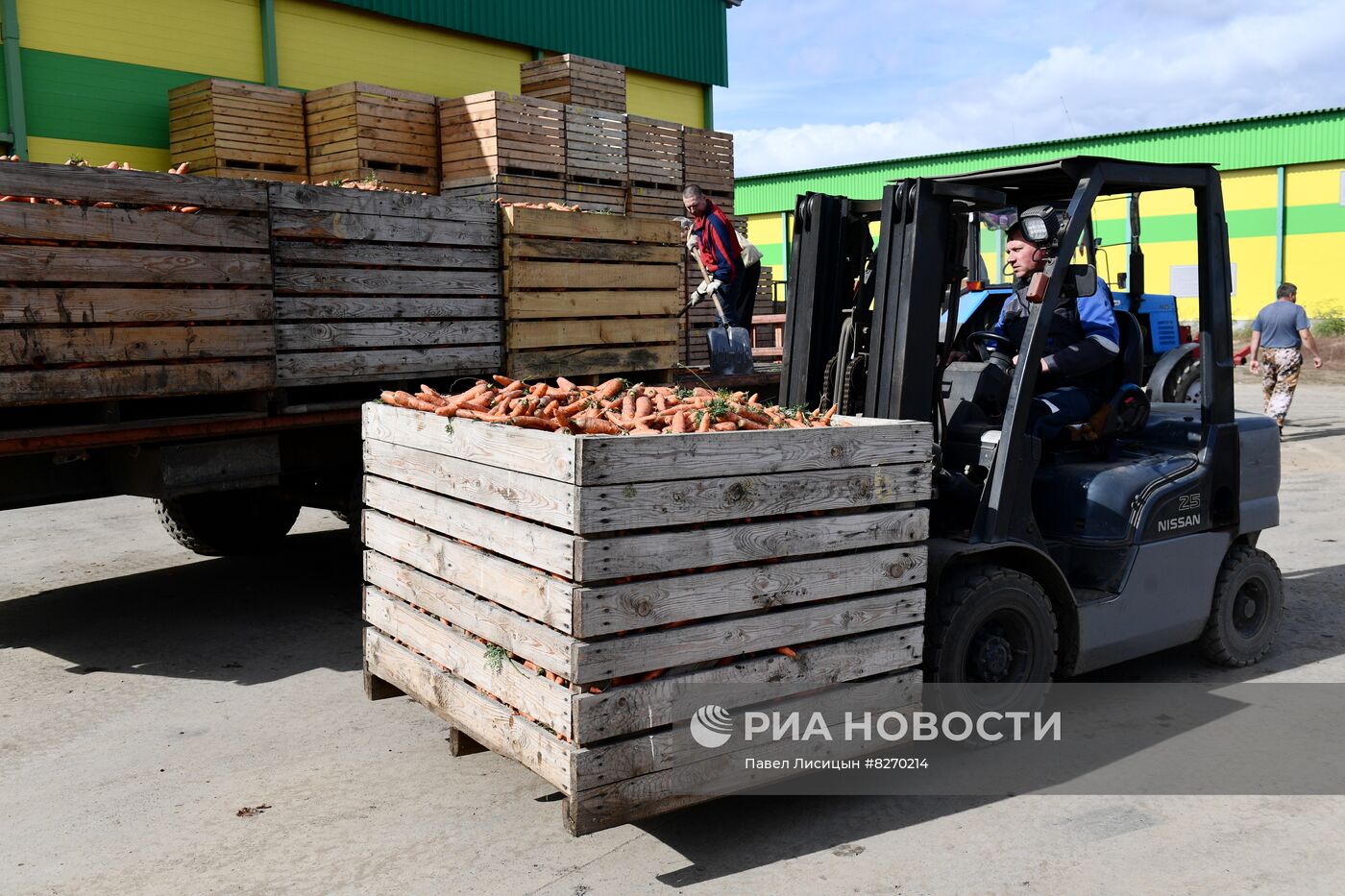 Уборка овощей в Свердловской области