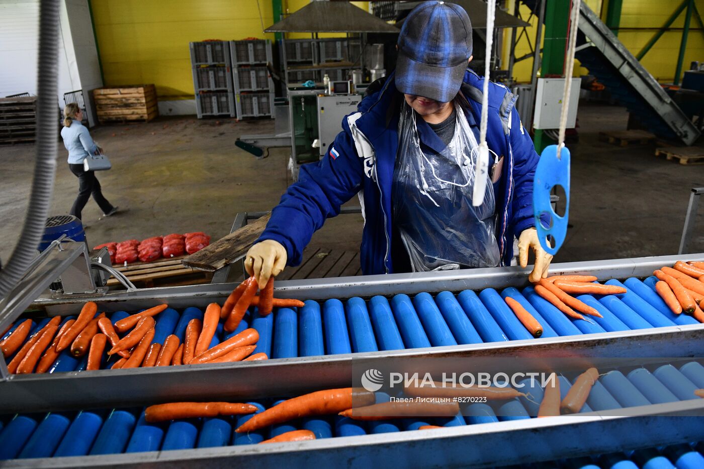 Уборка овощей в Свердловской области