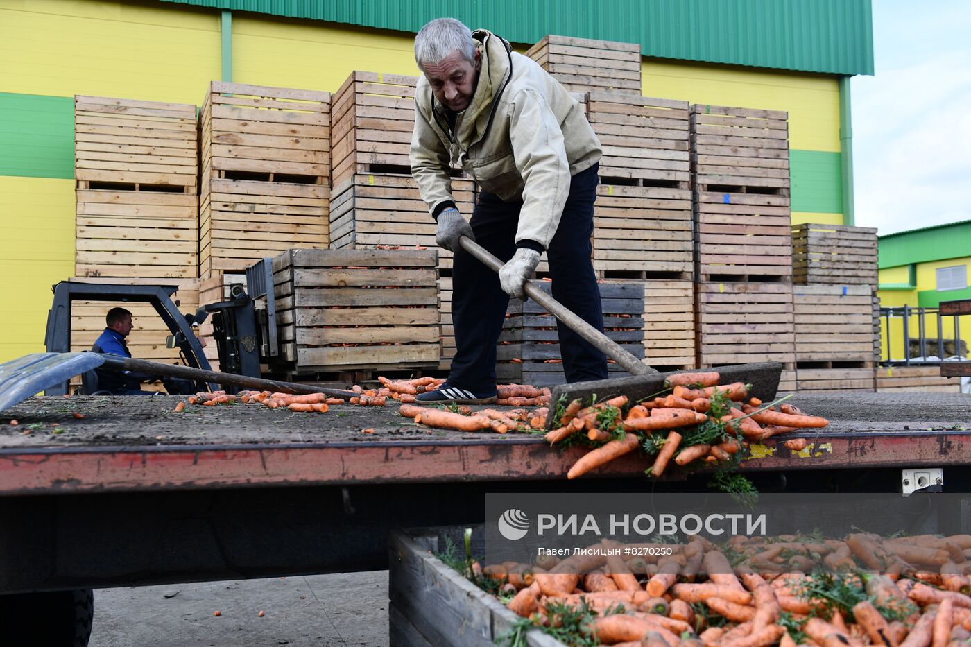 Уборка овощей в Свердловской области