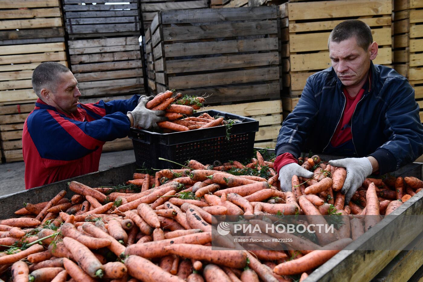 Уборка овощей в Свердловской области