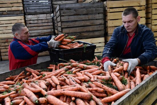 Уборка овощей в Свердловской области