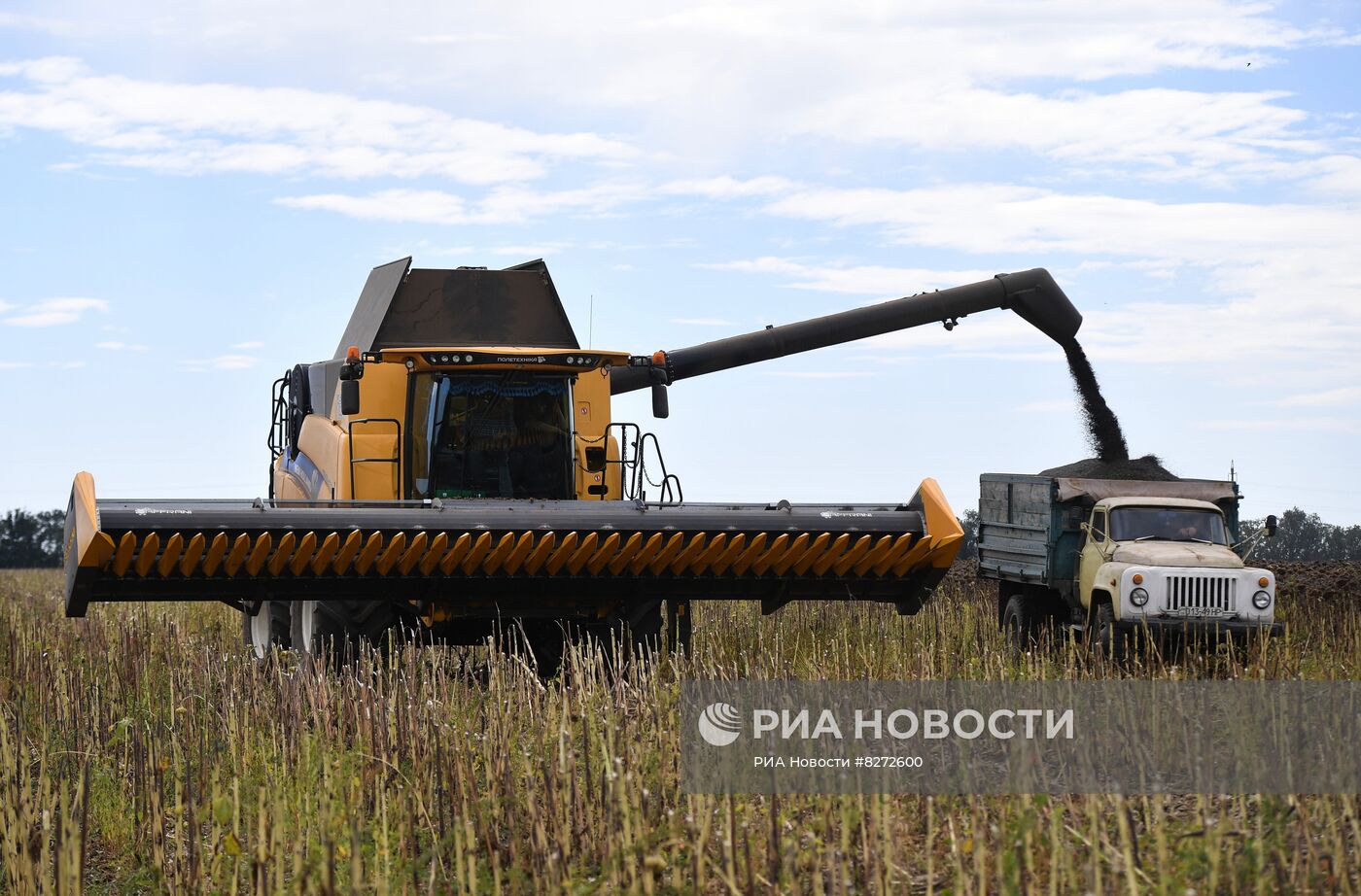 Уборка урожая подсолнечника в Запорожской области