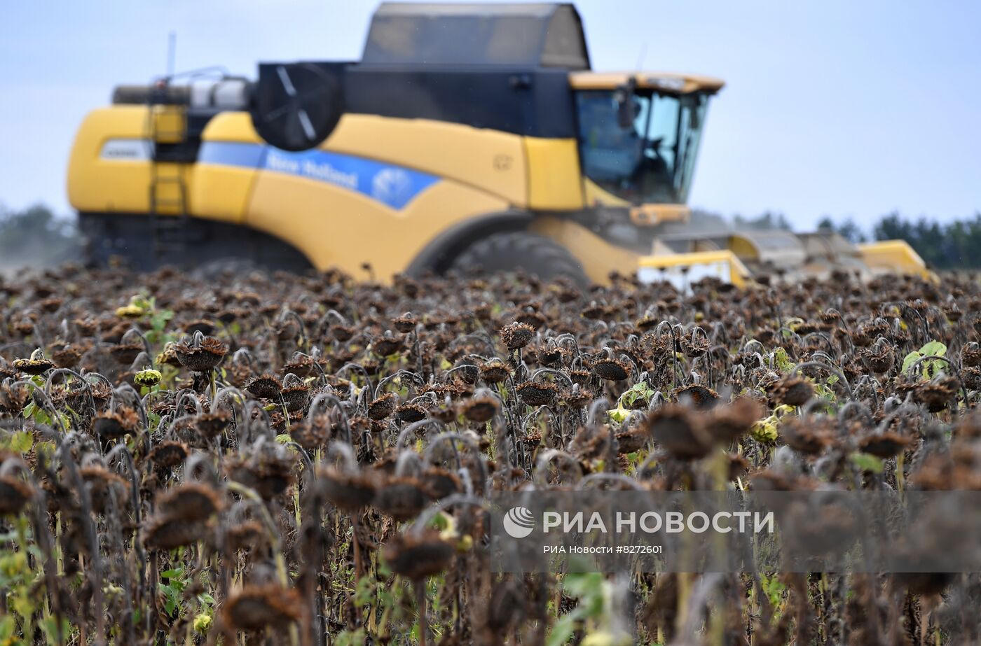 Уборка урожая подсолнечника в Запорожской области