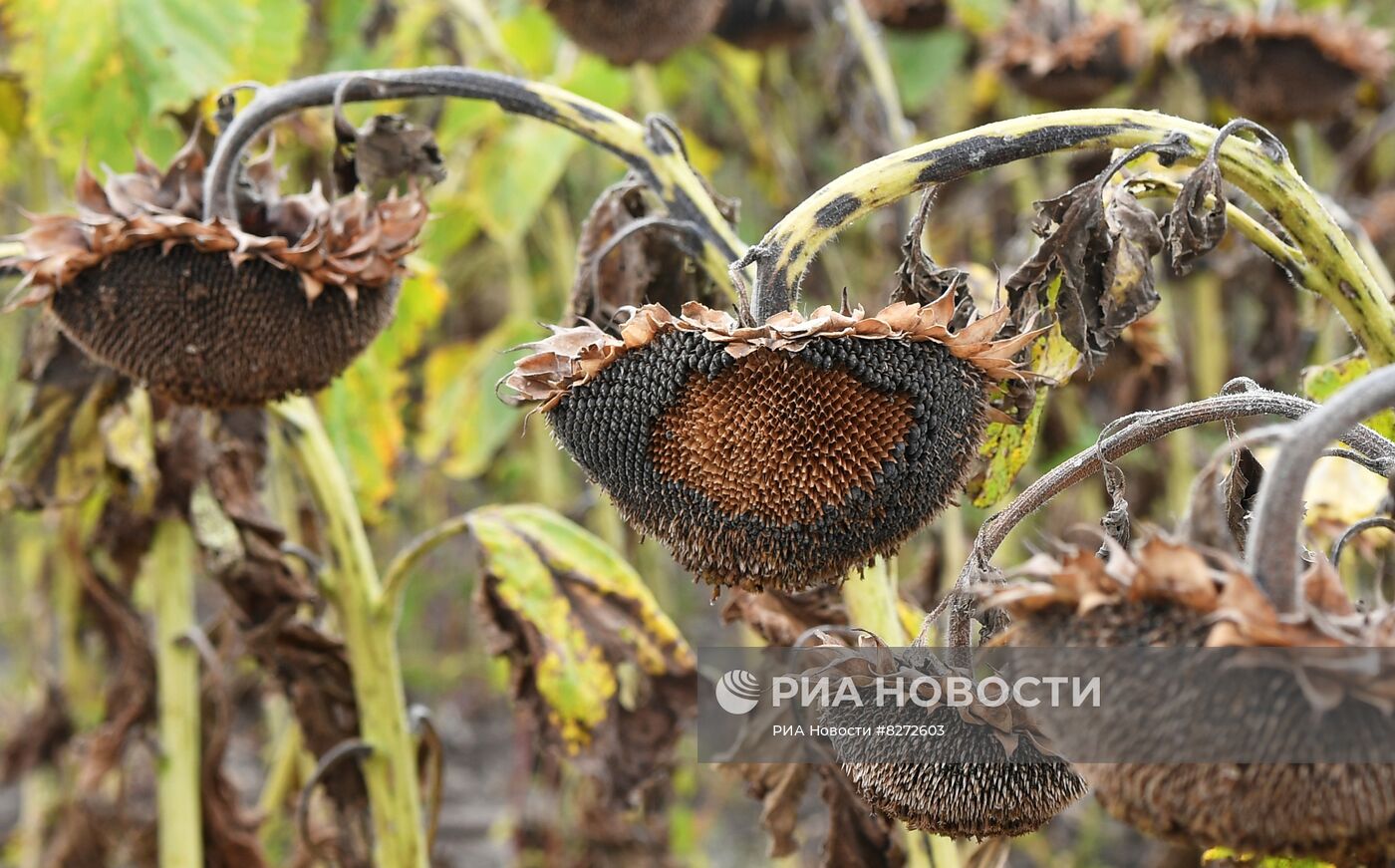 Уборка урожая подсолнечника в Запорожской области