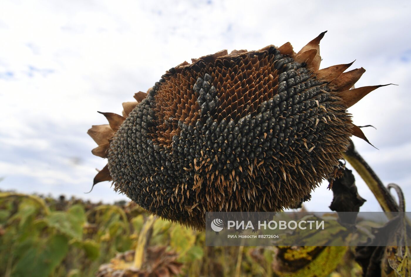 Уборка урожая подсолнечника в Запорожской области