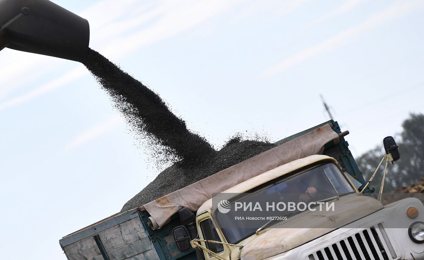 Уборка урожая подсолнечника в Запорожской области