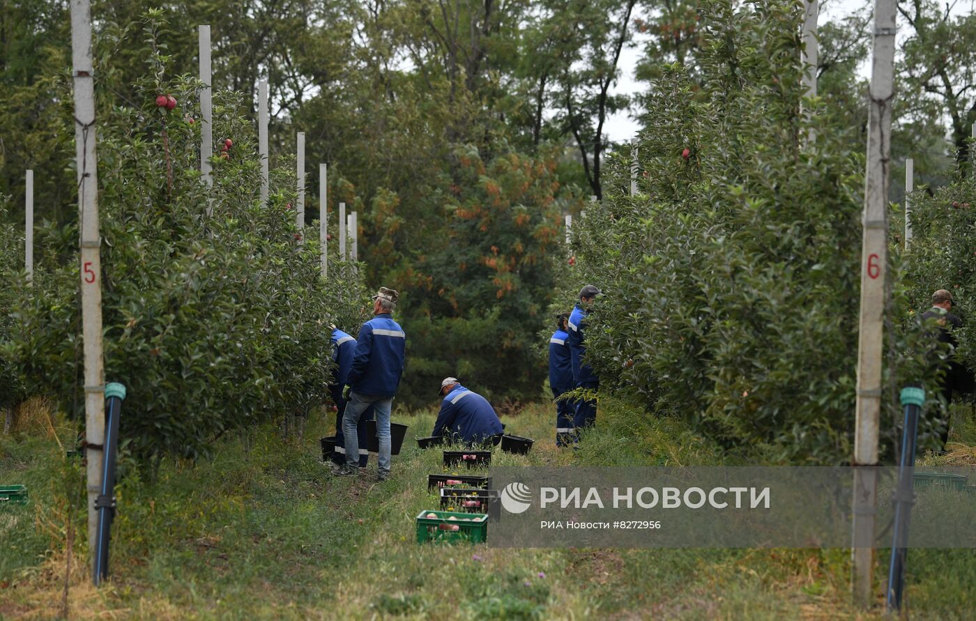 Сбор урожая яблок в ДНР