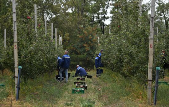 Сбор урожая яблок в ДНР