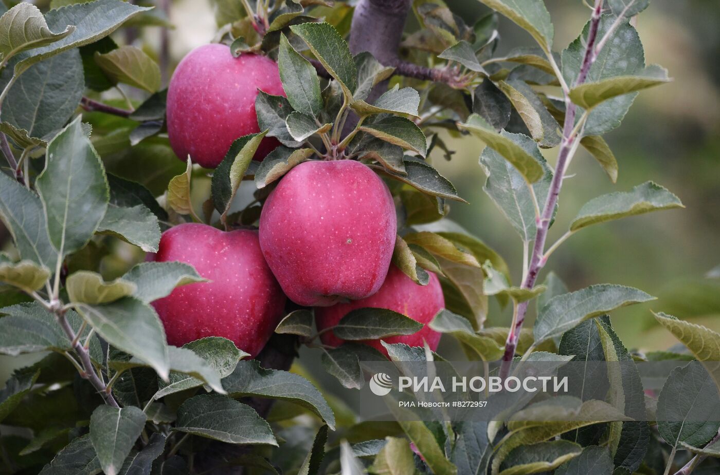 Сбор урожая яблок в ДНР