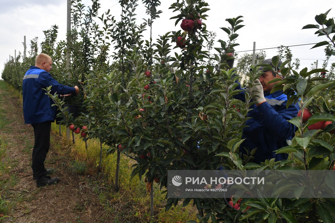 Сбор урожая яблок в ДНР