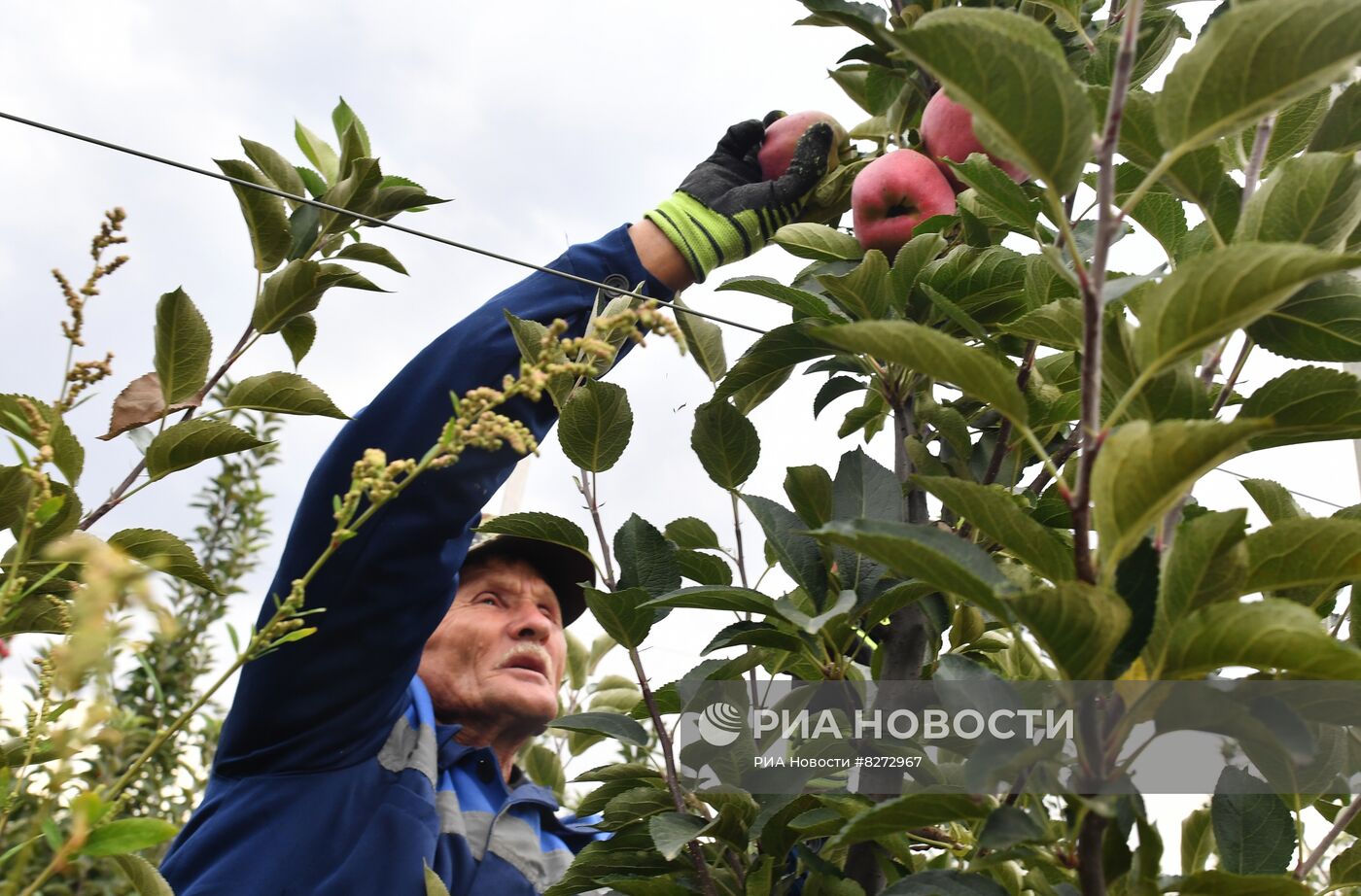Сбор урожая яблок в ДНР
