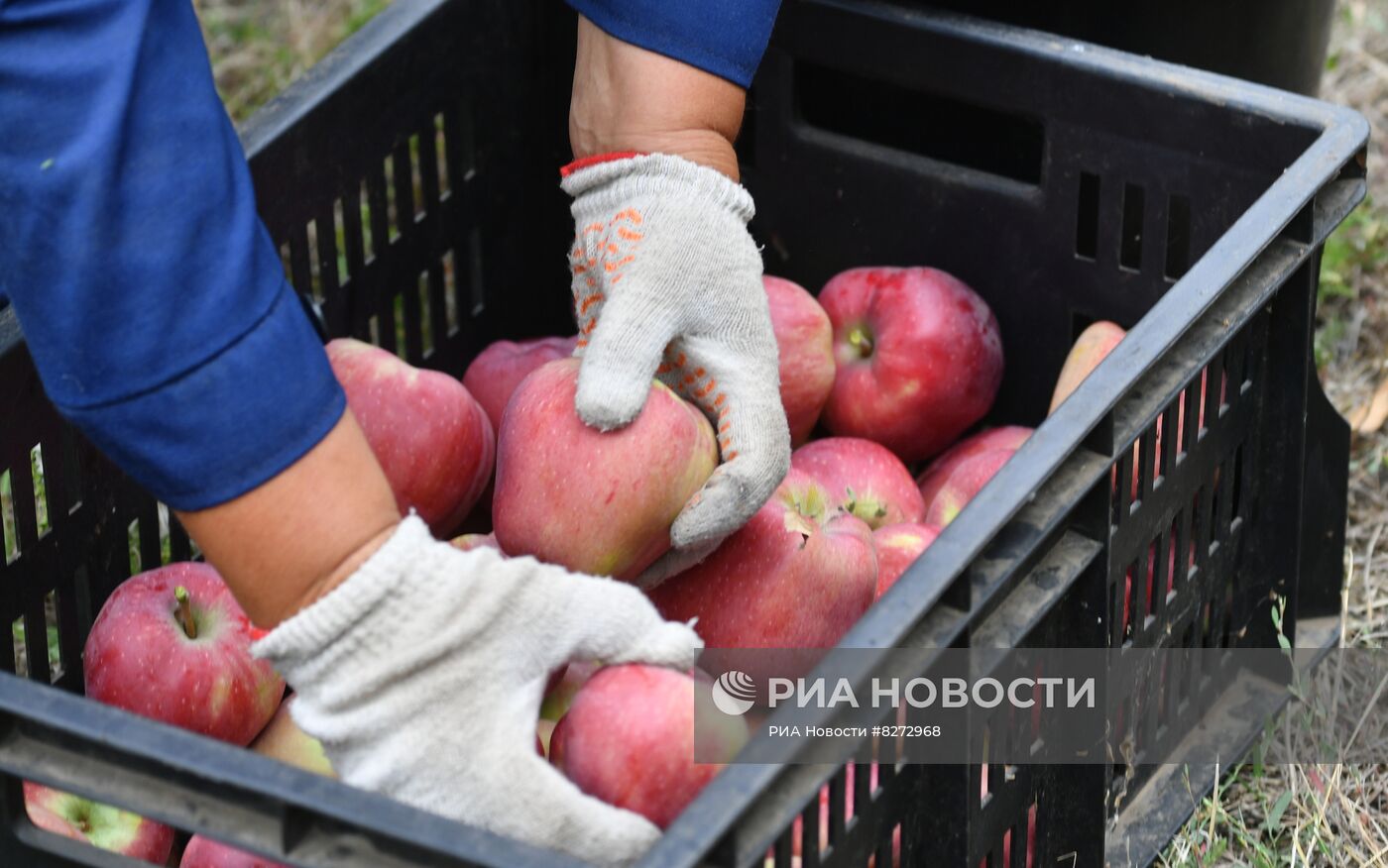 Сбор урожая яблок в ДНР