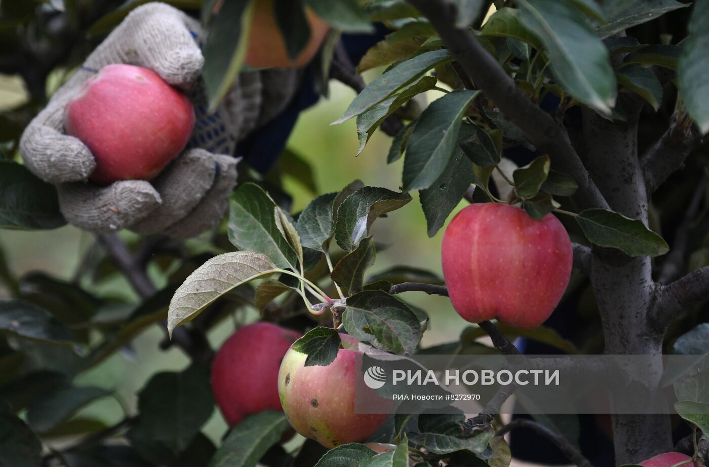 Сбор урожая яблок в ДНР