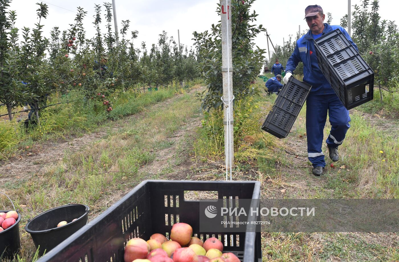 Сбор урожая яблок в ДНР