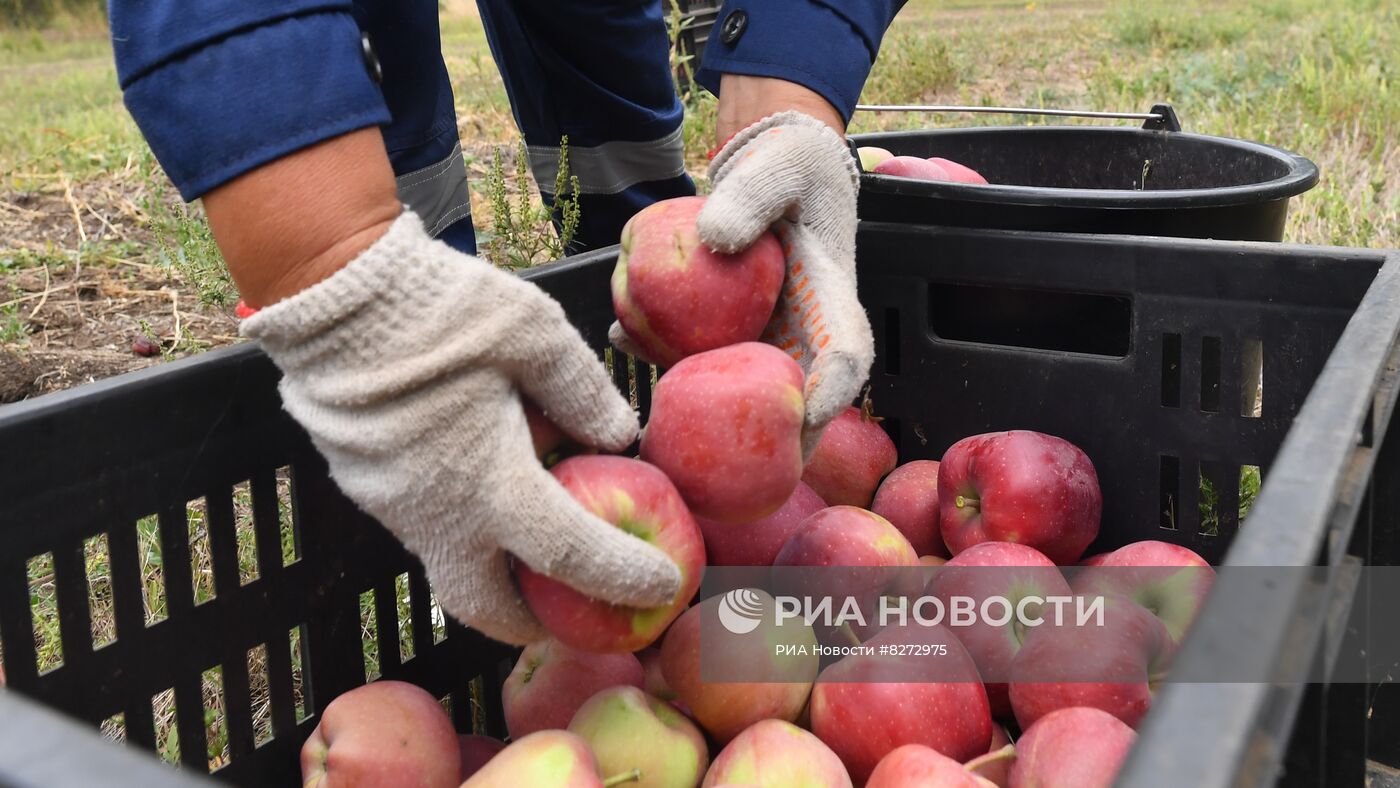 Сбор урожая яблок в ДНР